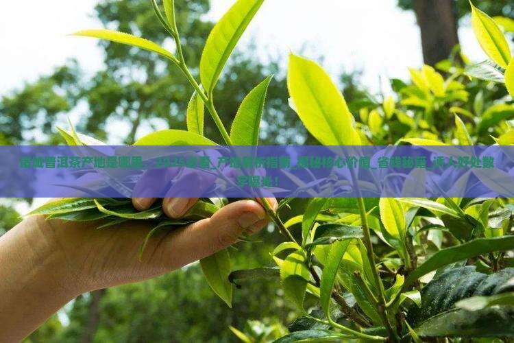 诸城普洱茶产地是哪里