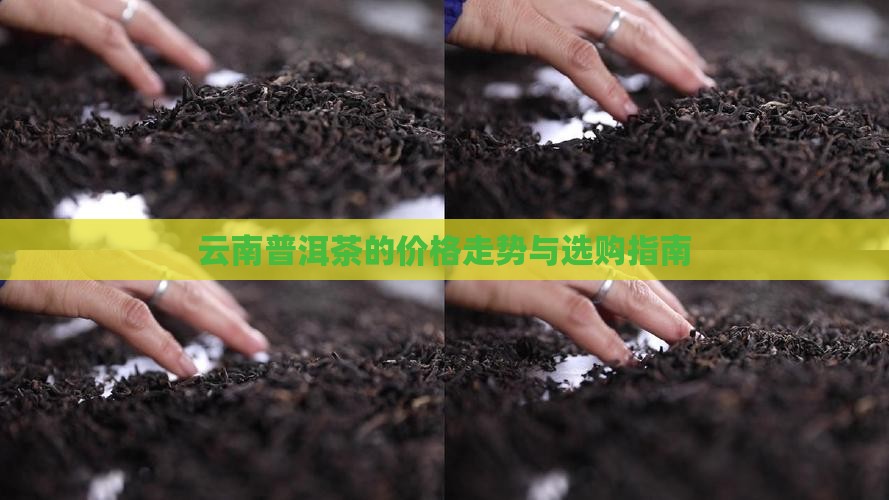 云南慢慢普洱茶