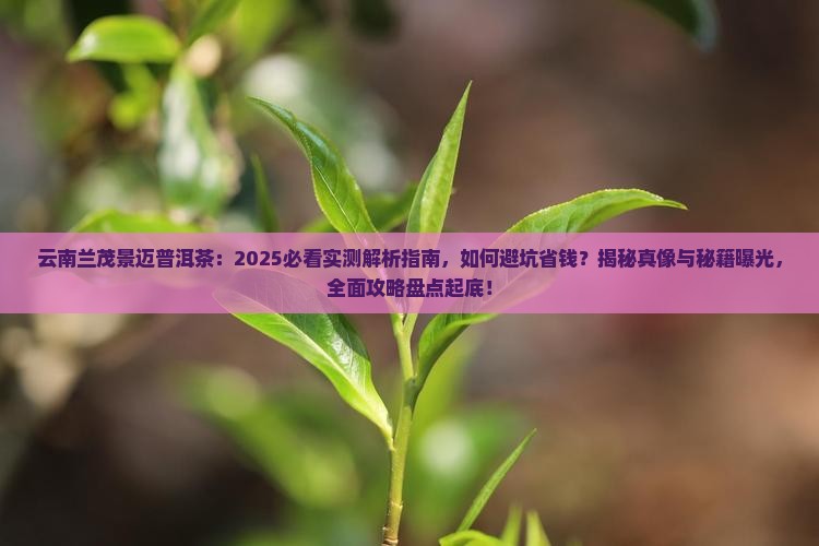 云南兰茂景迈普洱茶 云南兰茂景迈普洱茶