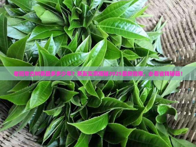 老班章古树茶最多多少年