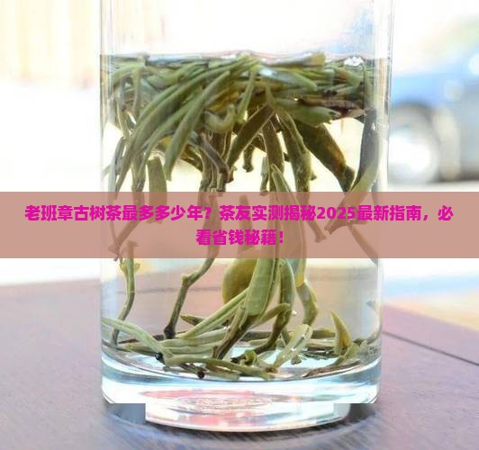 老班章古树茶最多多少年