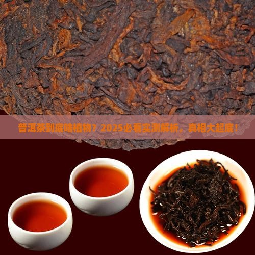 普洱茶属于什么植物类