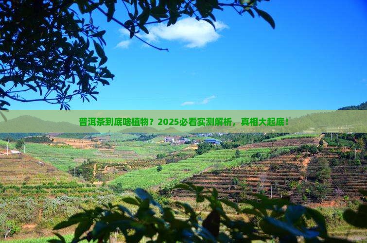 普洱茶属于什么植物类