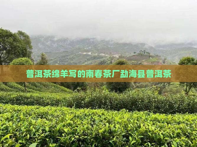 普洱茶绵羊写的南春茶厂