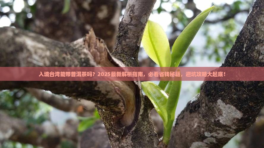 入境台湾能带普洱茶吗