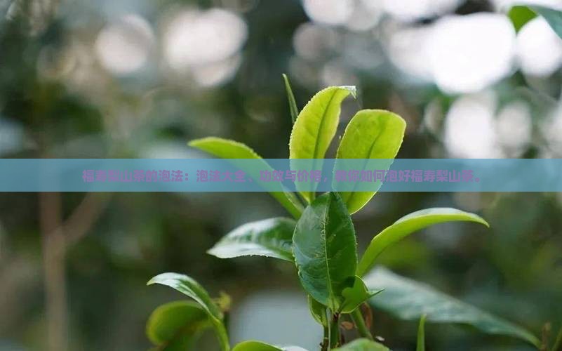 福寿梨山茶的泡法