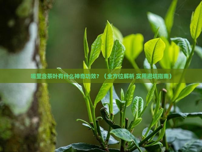 嘴里含茶叶有什么用