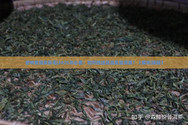 老树普洱茶鬃毛
