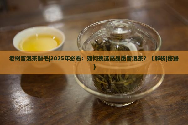 老树普洱茶鬃毛