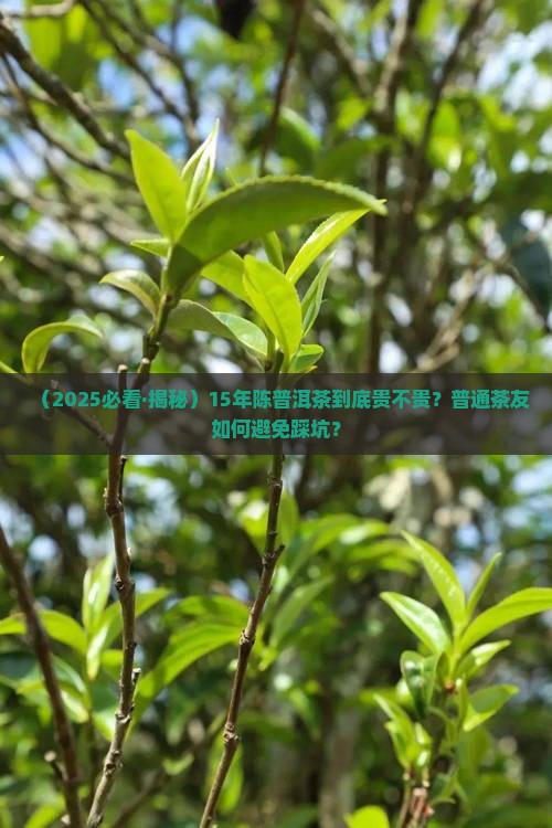 普洱茶怎么分15年普洱茶价格