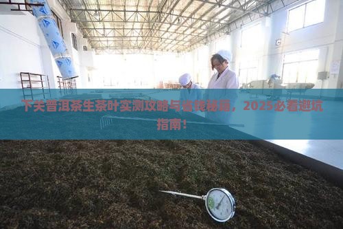 下关普洱茶生茶叶