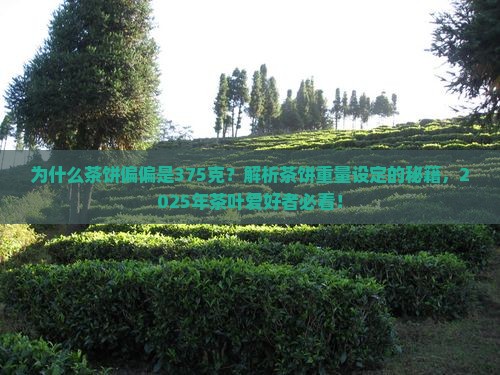 茶饼为何要弄375克