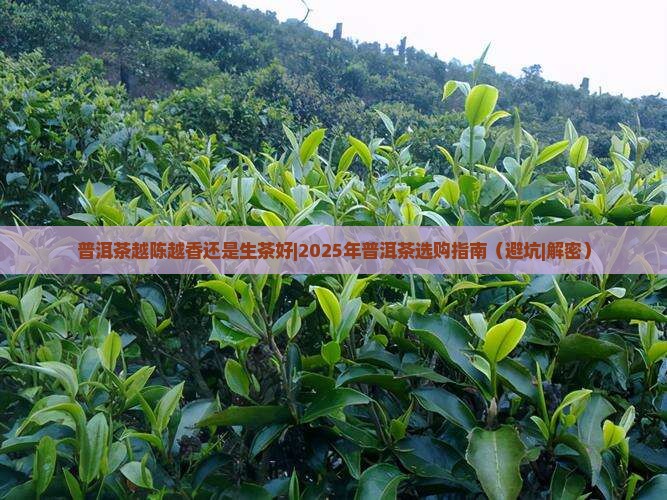 普洱茶越陈越香还是生茶好