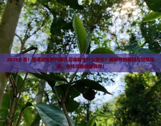 普洱茶生茶存放久后的变化