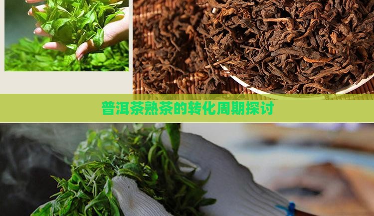 熟普洱茶的转化周期