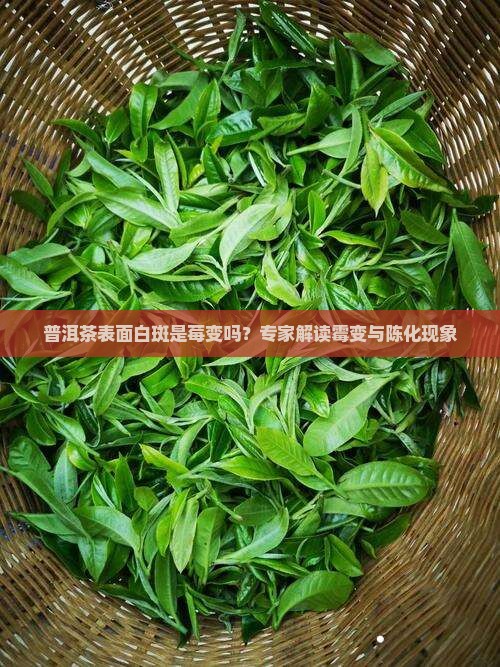 普洱茶表面白斑是莓变吗
