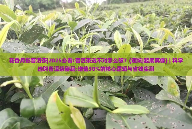 花香月影普洱茶