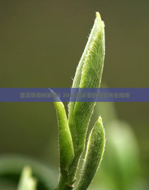 普洱茶能祛寒吗