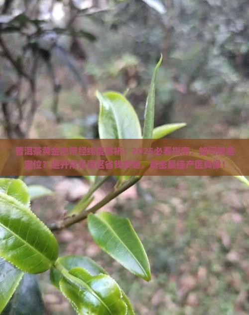 普洱茶的黄金地带经纬度