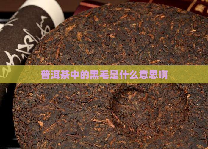普洱茶中的黑毛是什么意思