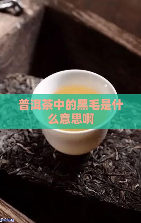 普洱茶中的黑毛是什么意思