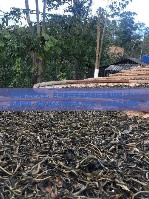 古树普洱茶大全