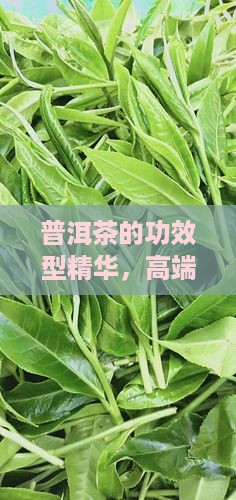 高档普洱茶功效型精华