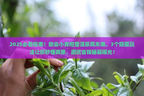 新会小青柑普洱茶凤东南