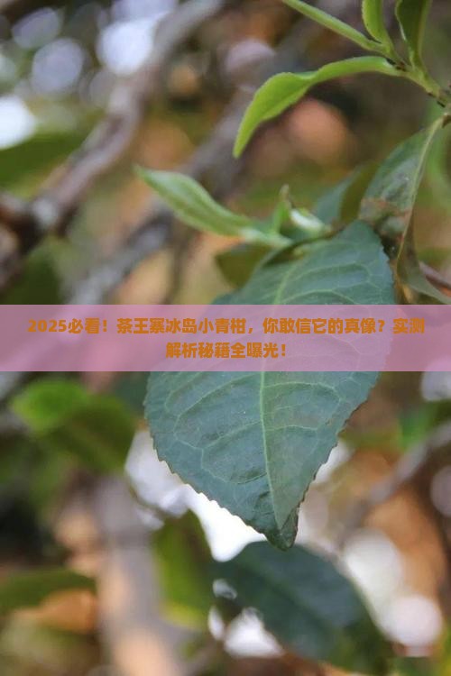 茶王寨冰岛小青柑