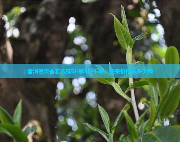 普洱茶天香怎么样