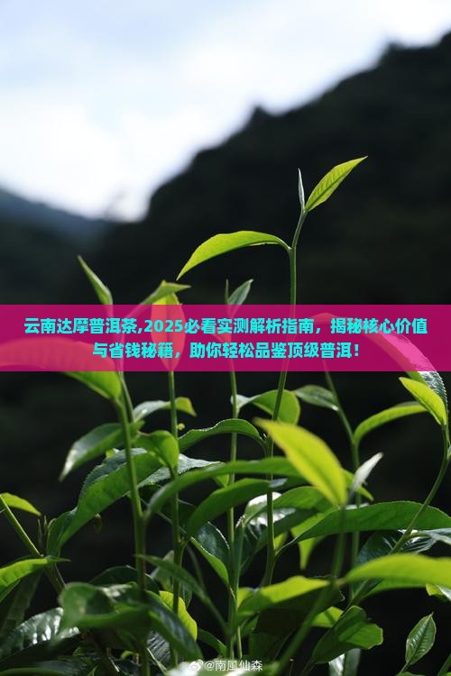 云南达摩普洱茶