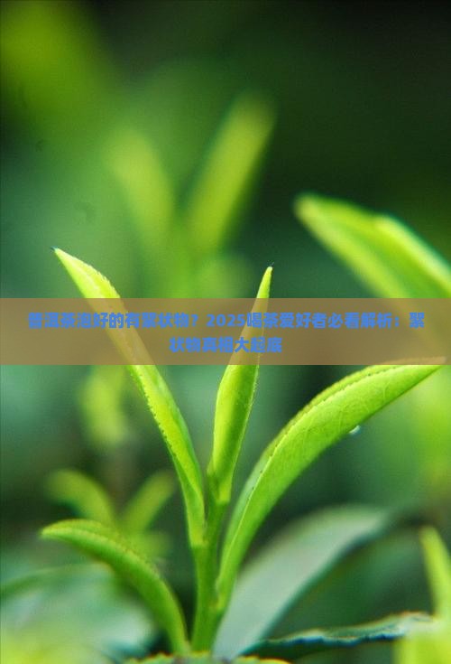 普洱茶泡好的有絮状物