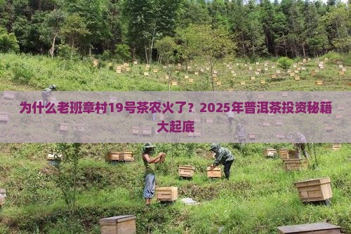 老班章村19号茶农
