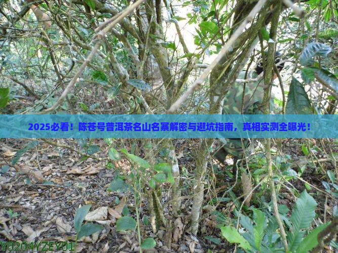 陈苍号普洱茶名山名寨