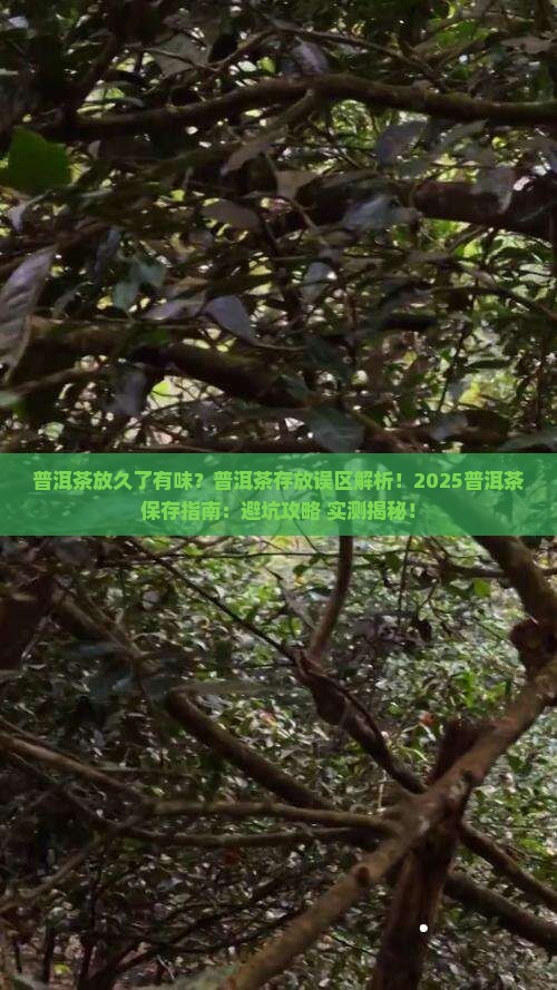 普洱茶放久了有味