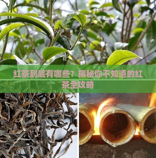 红茶包括什么茶