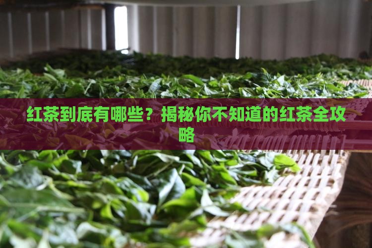 红茶包括什么茶