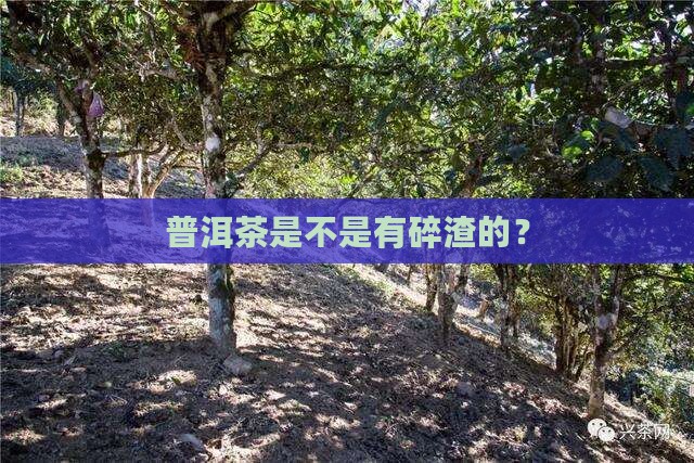 普洱茶是不是有碎渣