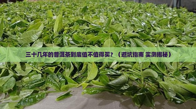 英德三十几年的普洱茶