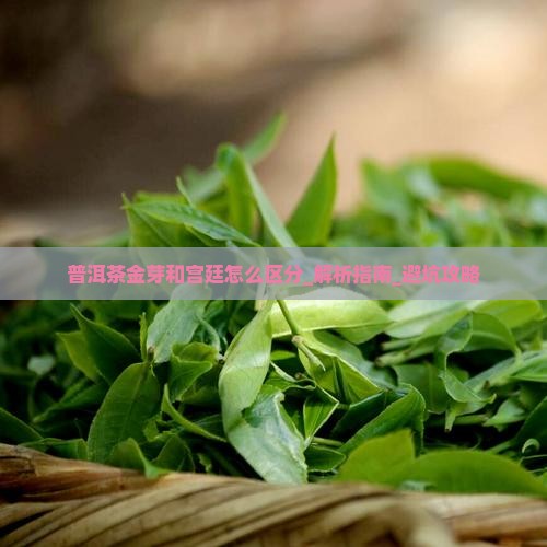 普洱茶金芽和宫廷怎么区分