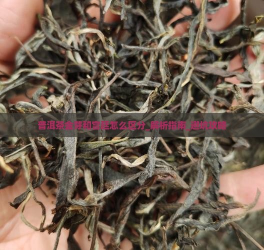 普洱茶金芽和宫廷怎么区分