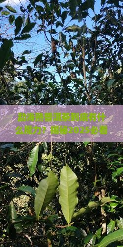 勐海熟普洱茶特点