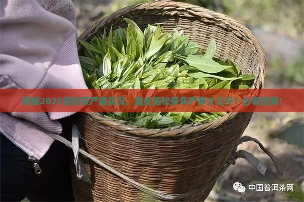 曼松茶年产多少公斤