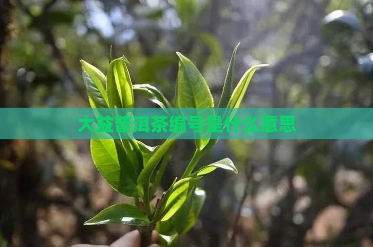 大益普洱茶编号是什么意思