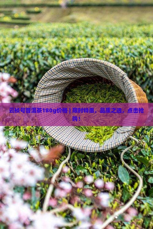 云桢号普洱茶180g价格