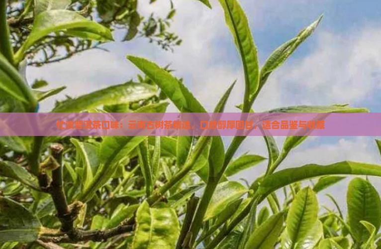 忙波普洱茶口味