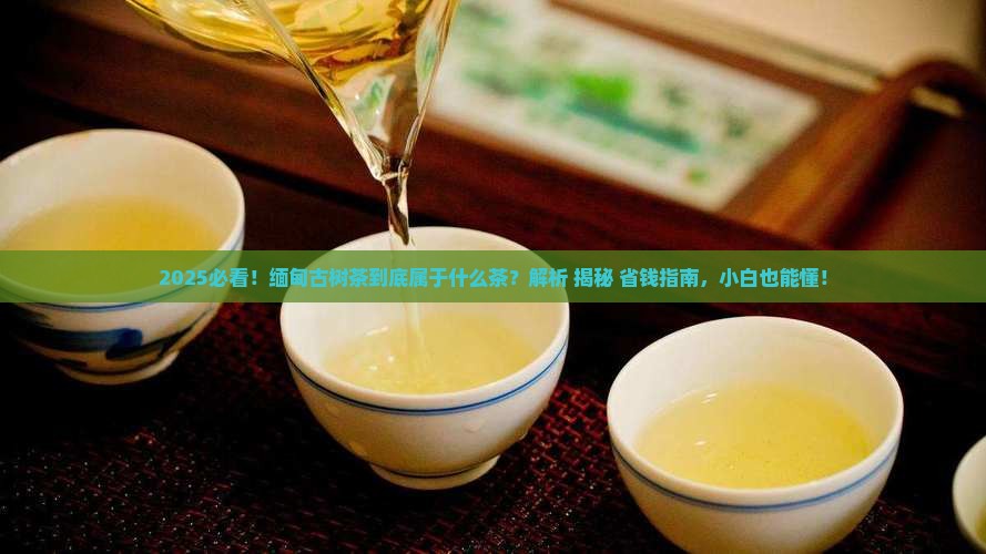 缅甸古树茶属于什么茶