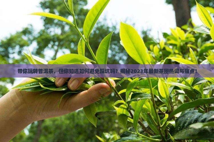 带你玩转普洱茶下一句