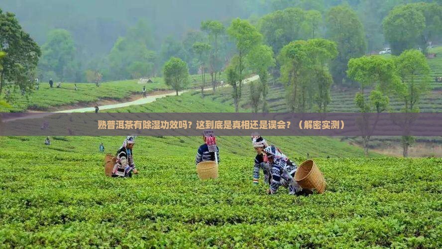 熟普洱茶有除湿功效吗