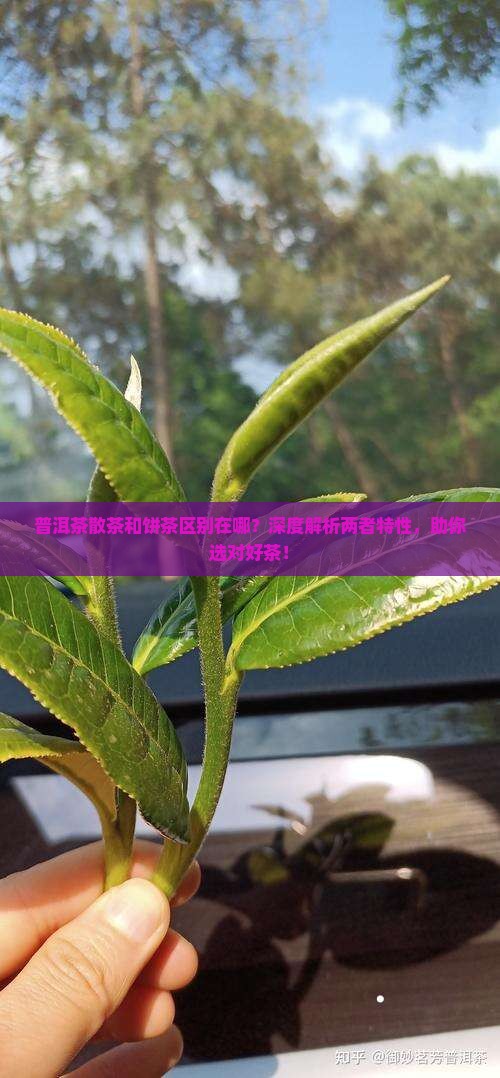 普洱茶散茶和饼茶区别在哪